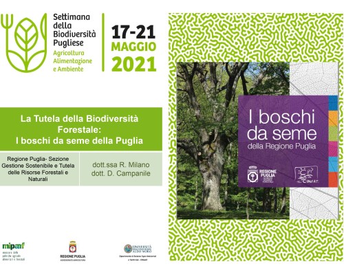 La tutela della biodiversità forestale: i boschi da seme della Regione Puglia