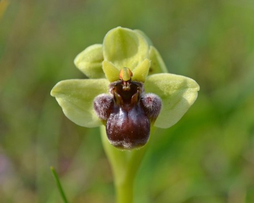 Orchidee selvatiche in lama Diumo