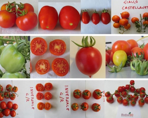 Genotipi di pomodoro dell’agro-biodiversità pugliese